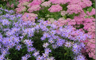 Stretching summer; summer flowering perennials and shrubs