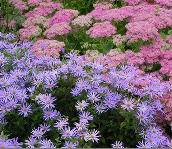 Stretching summer; summer flowering perennials and shrubs