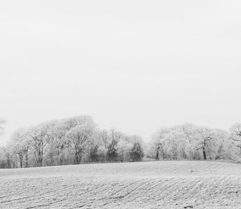 How to Photograph Frost