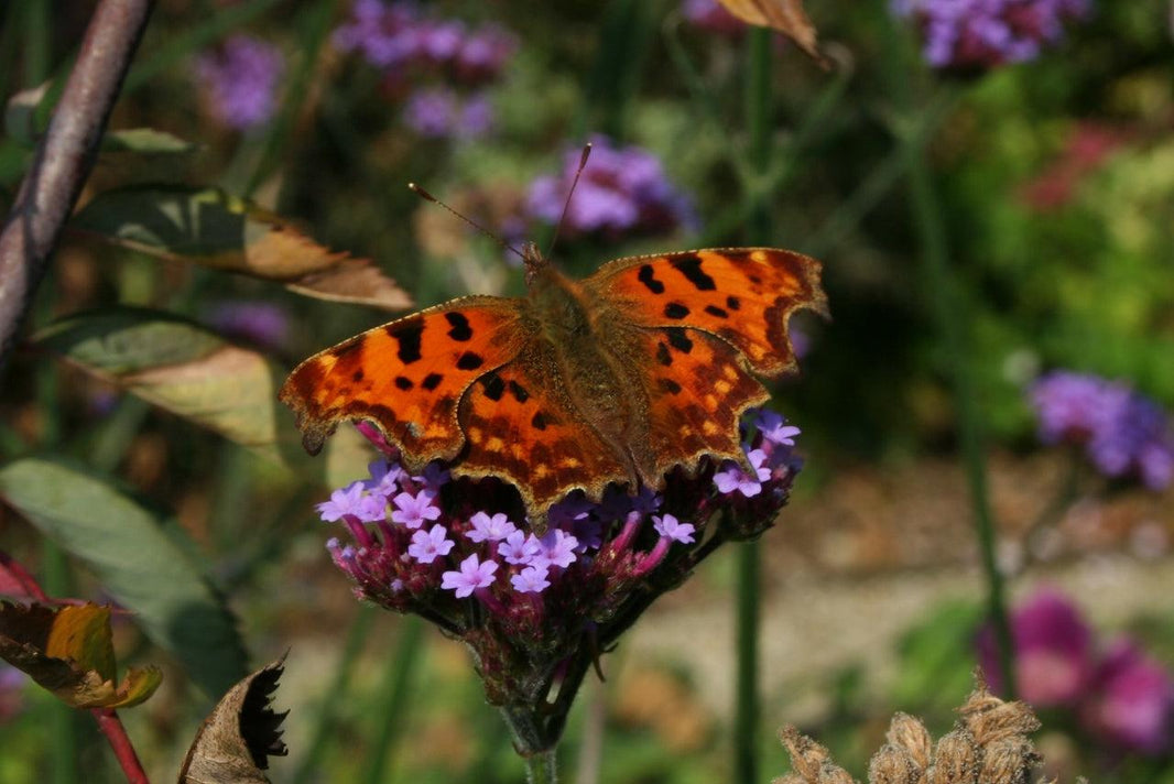 How To Attract Butterflies Into Your Garden