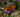 How To Attract Butterflies Into Your Garden