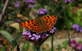 How To Attract Butterflies Into Your Garden