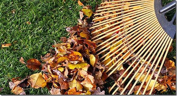 Autumn Lawn Care