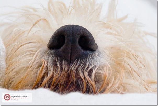WEEKEND ASSIGNMENT: How to Photograph Pets and Other Animals
