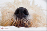 WEEKEND ASSIGNMENT: How to Photograph Pets and Other Animals