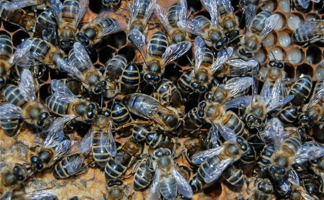 The Importance of Bees