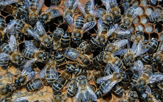 The Importance of Bees
