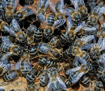 The Importance of Bees