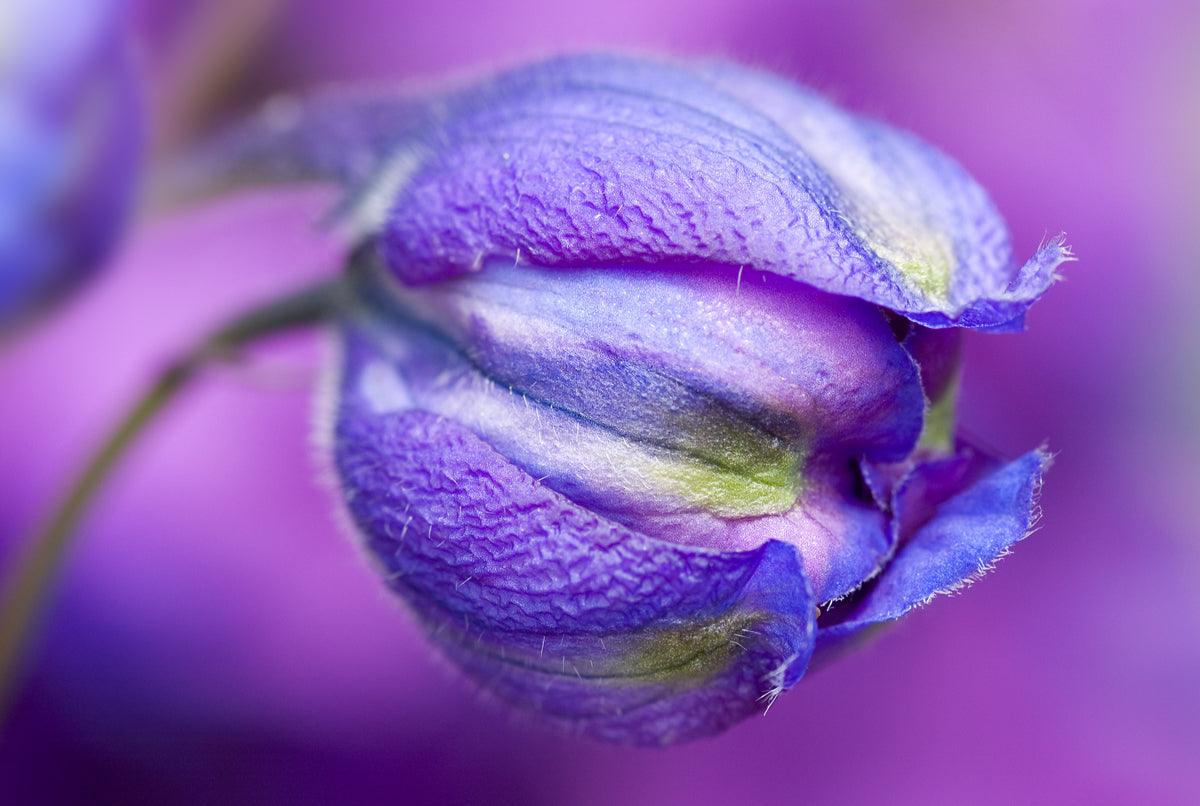 The MyGardenSchool Flickr Group Reaches 700 members & 6000+ Garden Photos
