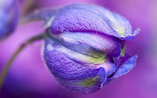 The MyGardenSchool Flickr Group Reaches 700 members & 6000+ Garden Photos