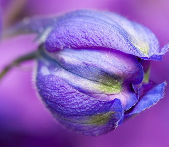The MyGardenSchool Flickr Group Reaches 700 members & 6000+ Garden Photos