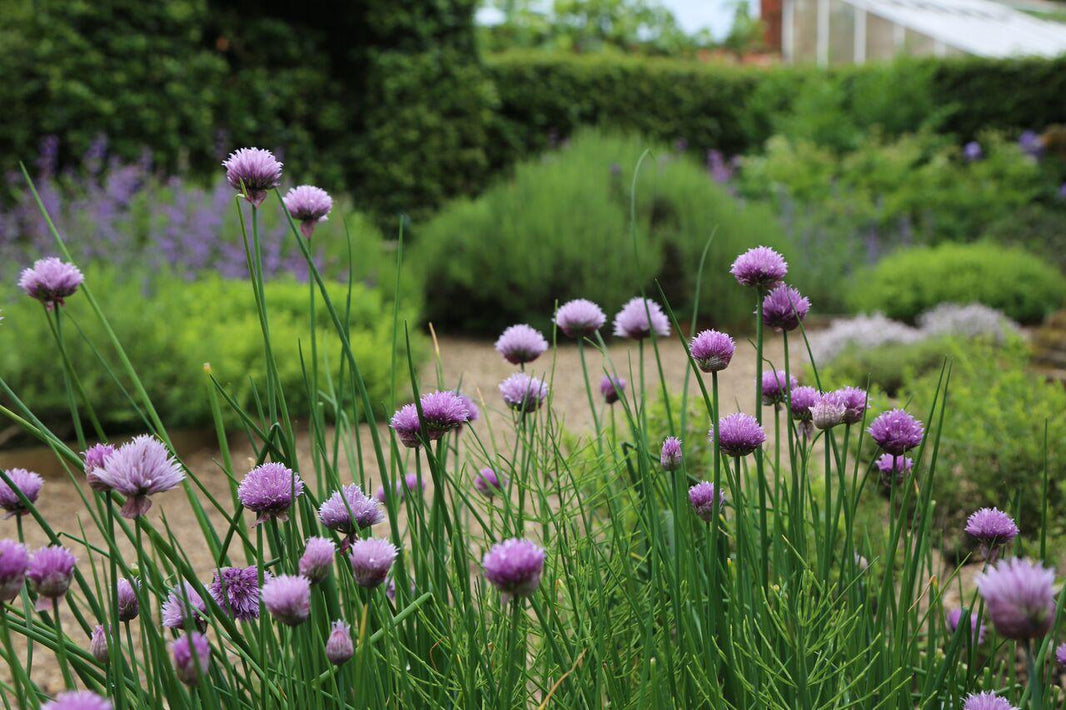 7 Top Tips and Tricks for Herbs