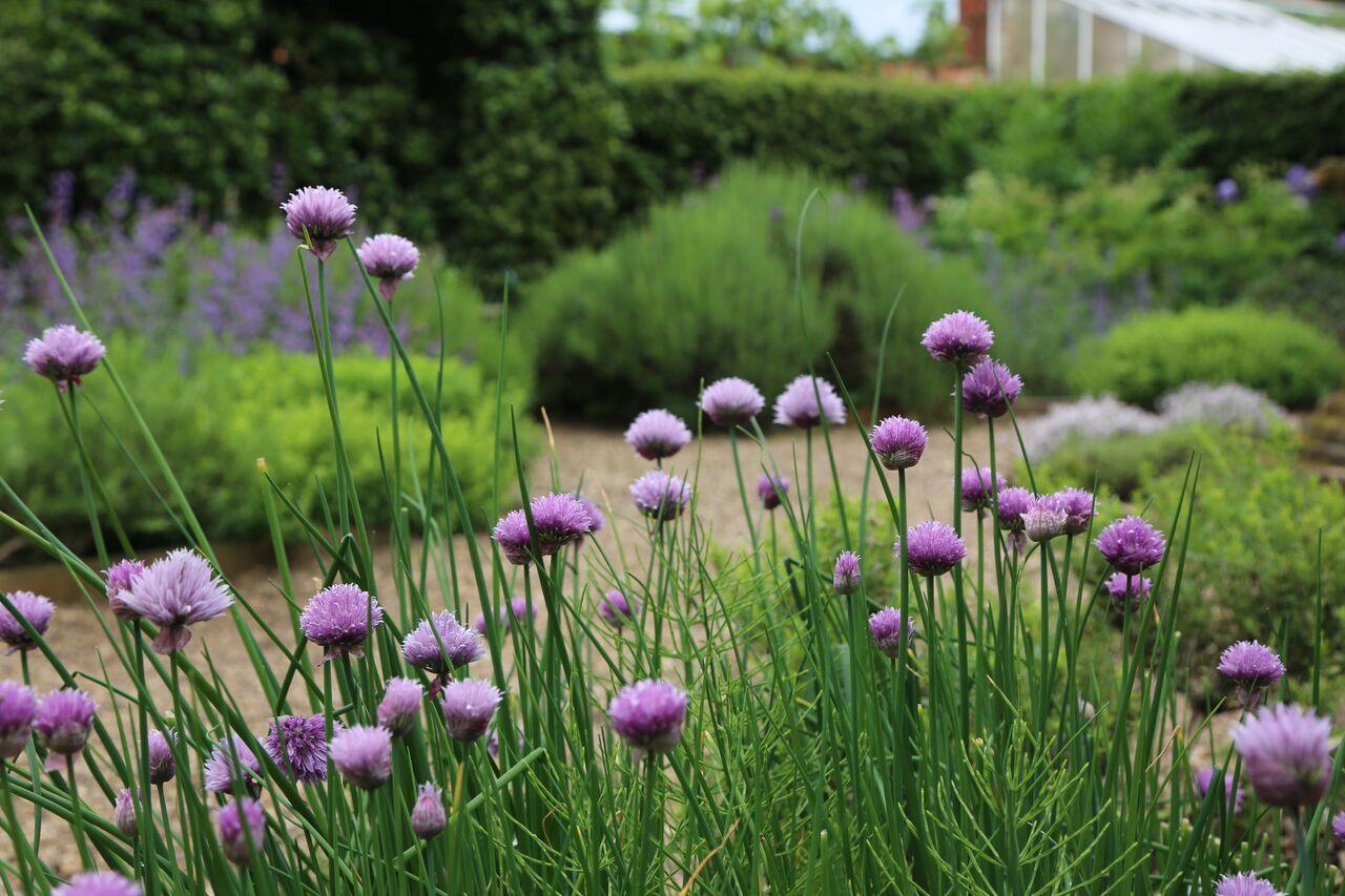 7 Top Tips and Tricks for Herbs