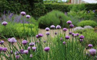 7 Top Tips and Tricks for Herbs