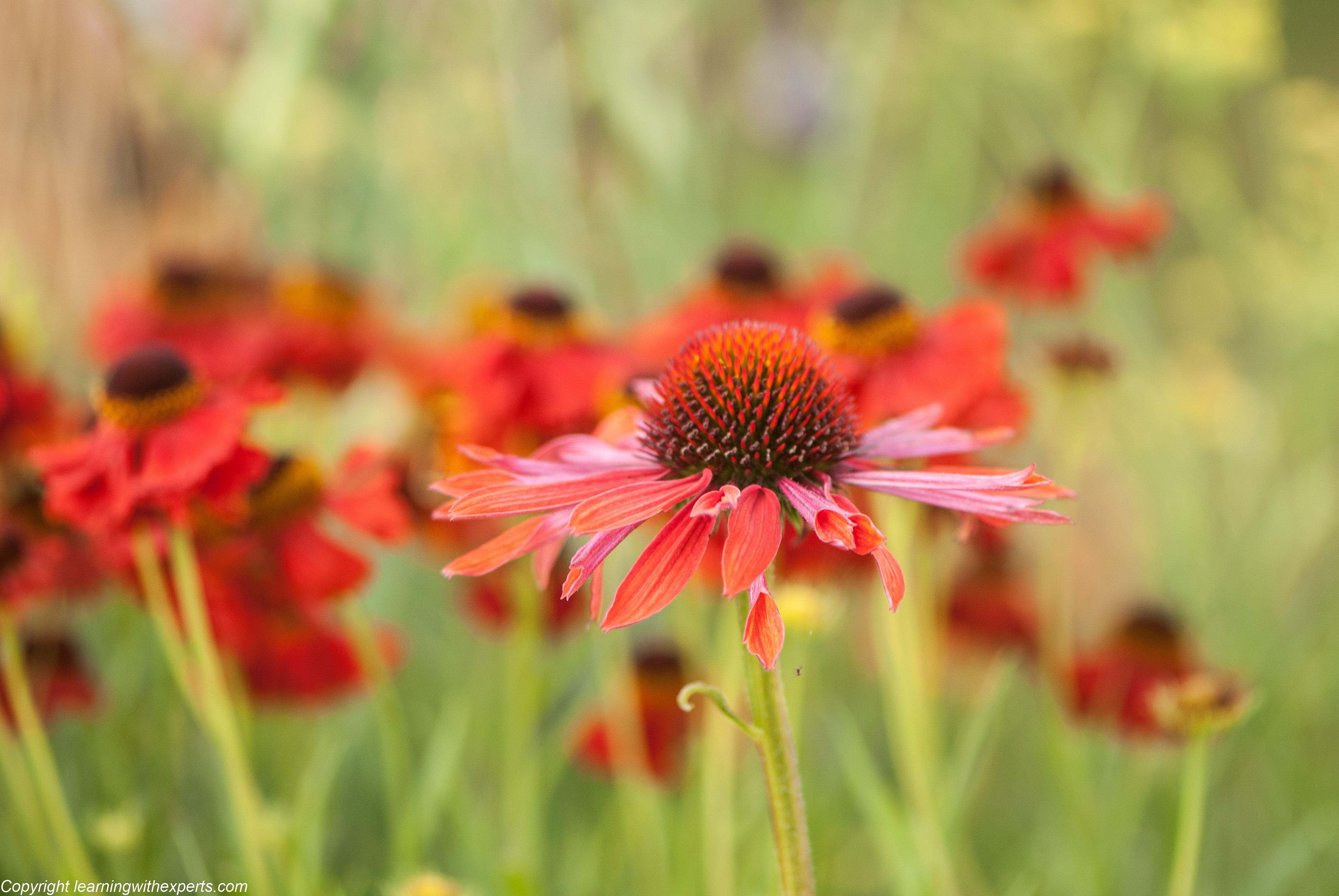 Hortus Loci and The Plant Village at Hampton Court Flower Show