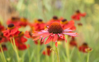 Hortus Loci and The Plant Village at Hampton Court Flower Show