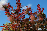 Shrubs for autumn flowers and foliage