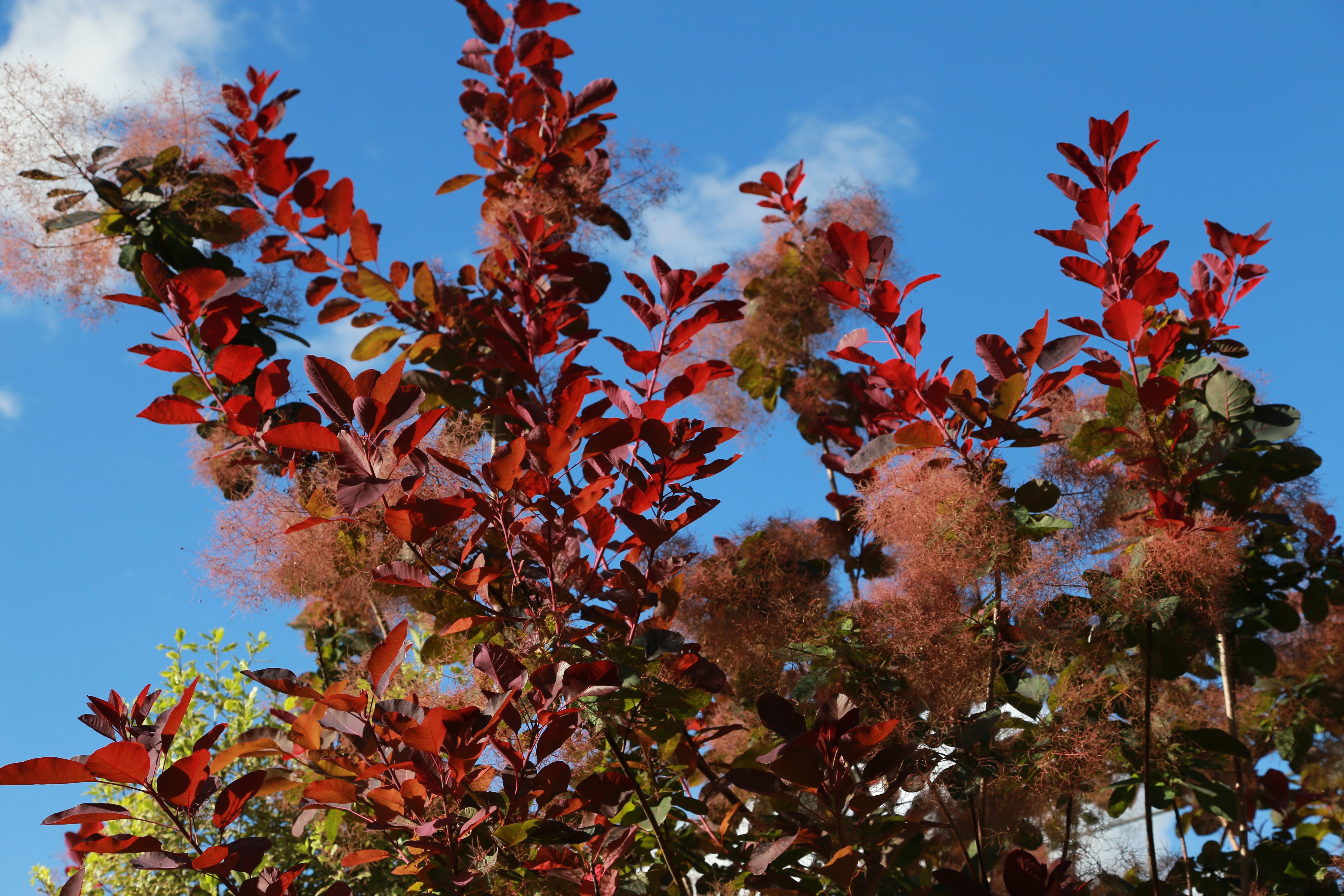 Shrubs for autumn flowers and foliage