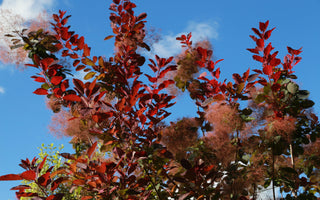 Shrubs for autumn flowers and foliage