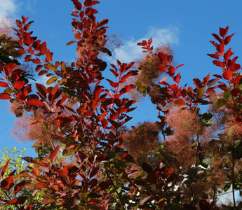 Shrubs for autumn flowers and foliage