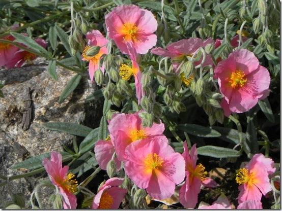 Choosing plants for small gardens &ndash; Andy&rsquo;s top tips