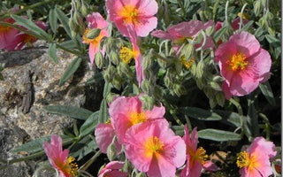 Choosing plants for small gardens &ndash; Andy&rsquo;s top tips