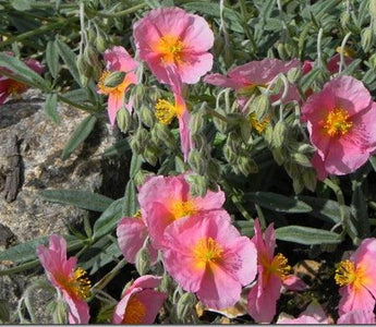 Choosing plants for small gardens &ndash; Andy&rsquo;s top tips