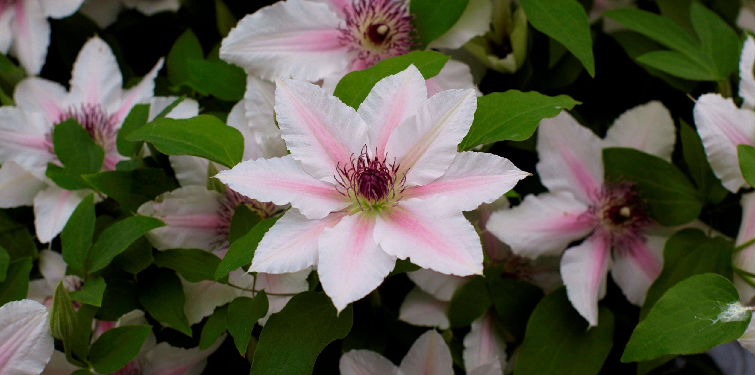 Top Tips For Success With Clematis