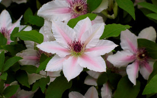 Top Tips For Success With Clematis