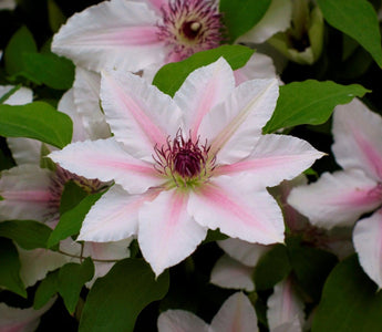 Top Tips For Success With Clematis