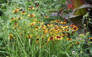 Further thoughts on the future of gardening