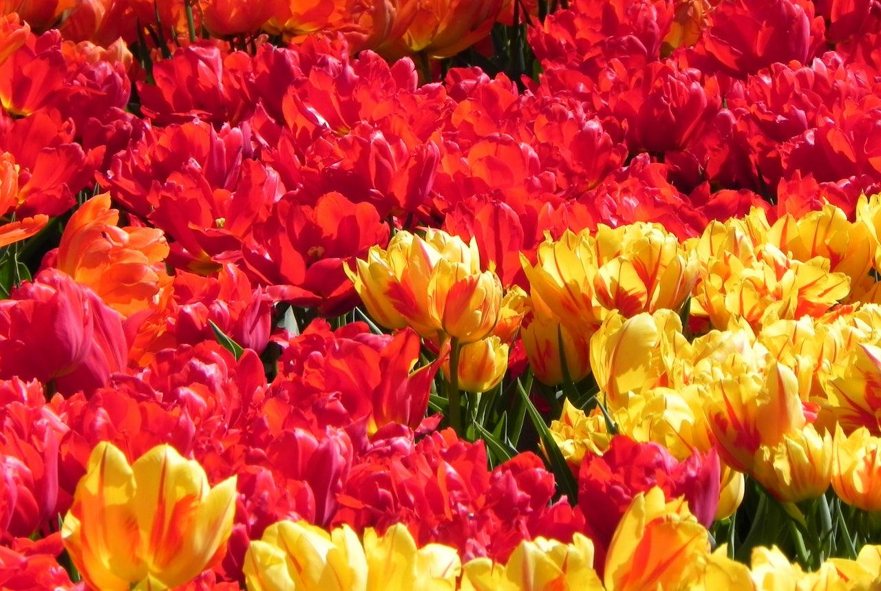 Double Tulips: Our Selection