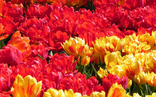 Double Tulips: Our Selection