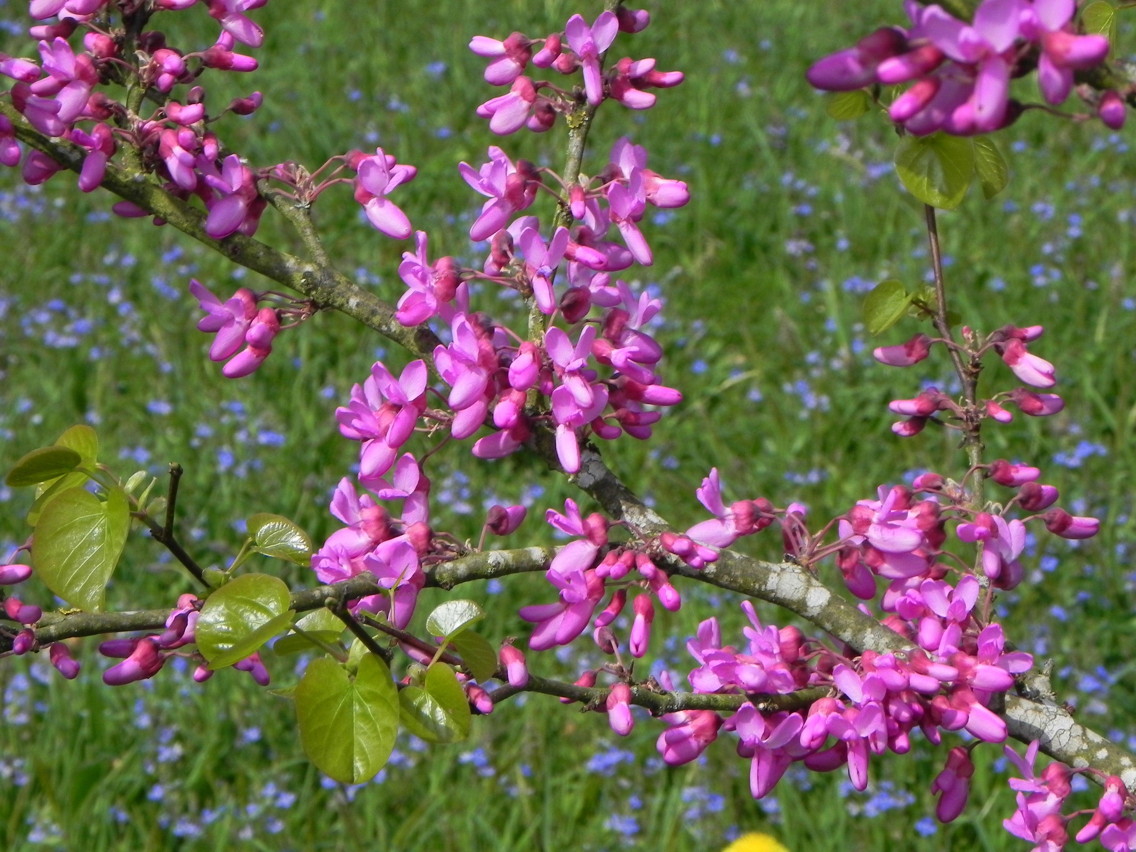 Flowering Trees for Small Gardens