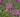 Flowering Trees for Small Gardens