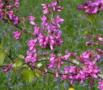 Flowering Trees for Small Gardens