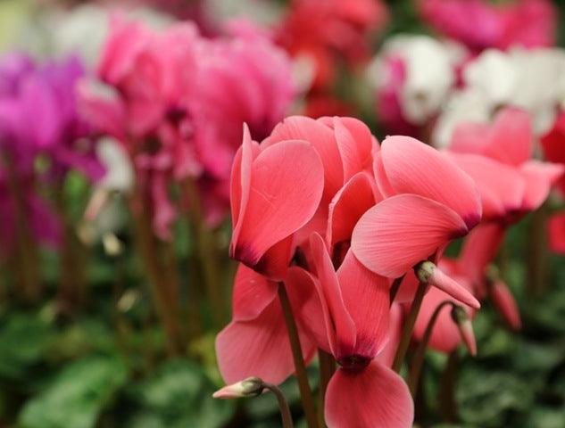 How to care for Poinsettias, Cyclamen and Azaleas