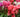 How to care for Poinsettias, Cyclamen and Azaleas