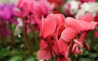 How to care for Poinsettias, Cyclamen and Azaleas