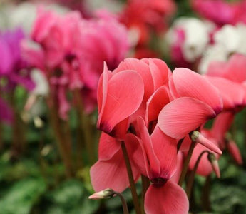 How to care for Poinsettias, Cyclamen and Azaleas