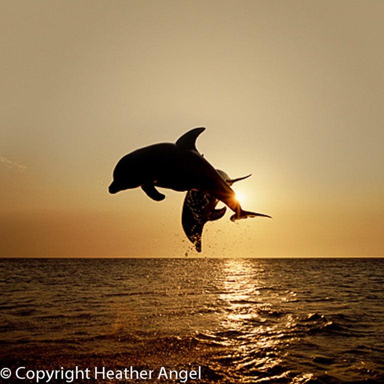 8 Common Wildlife Photography Mistakes