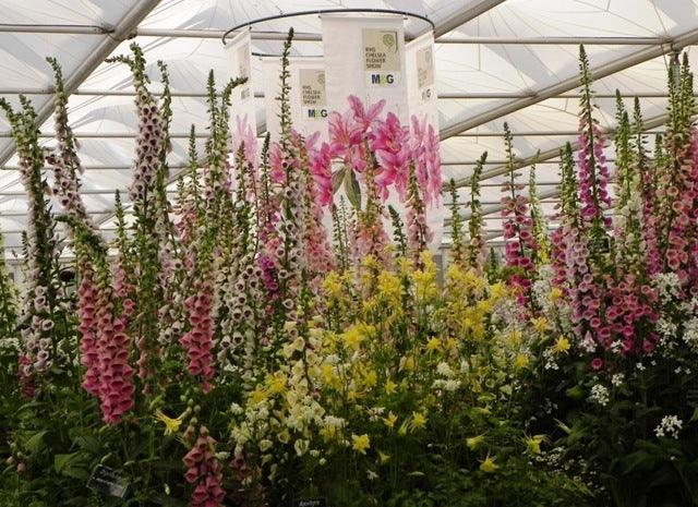 RHS Chelsea Flower Show 2014