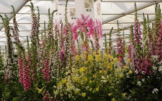 RHS Chelsea Flower Show 2014