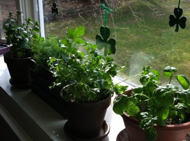 How to Grow Herbs in Pots