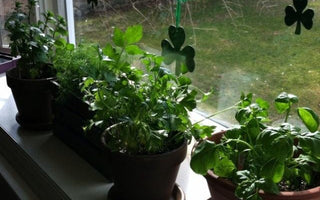 How to Grow Herbs in Pots