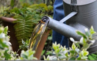 Feeding Plants: Manures & Fertilizers