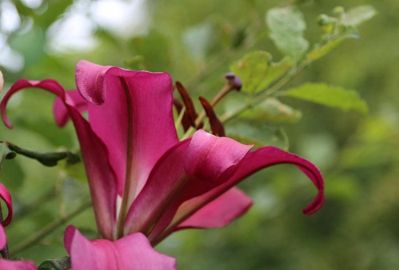 The Secrets of Growing Lilies
