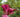The Secrets of Growing Lilies
