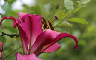 The Secrets of Growing Lilies