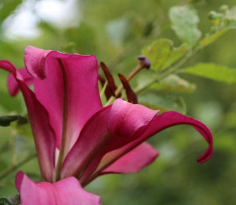The Secrets of Growing Lilies